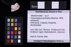 Foto (Objekt + Etiketten) von Cracensigillatus acutirostris (Moericke, 1889) (NHMW-GEO-1990-0041-0464)